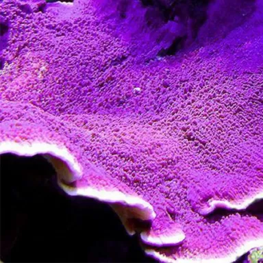 Montipora lila kaufen | Coralandfishstore.nl