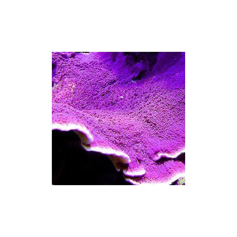 Montipora lila kaufen | Coralandfishstore.nl