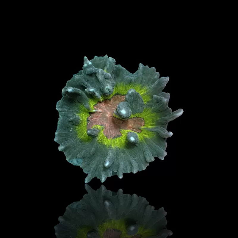 Pectinia M-size Kopen ? |Coralandfishstore.nl