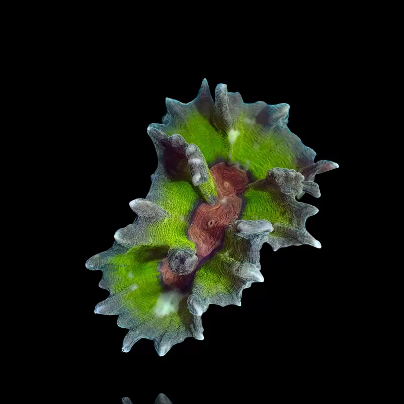 Pectinia M-size Kopen ? |Coralandfishstore.nl