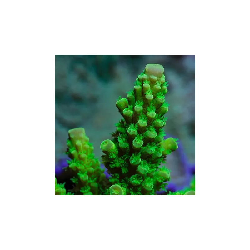 Kaufen Sie wunderschöne Acropora Formosa | Coralandfishstore.nl