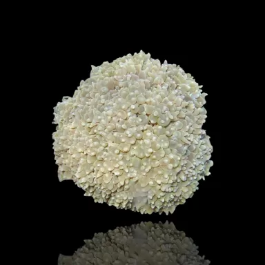 Physogyra Lichtensteini Pearl