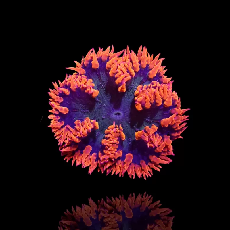 Epicystis Crucifer Anemone Red Rim bestellen? l Coralandfishstore.nl