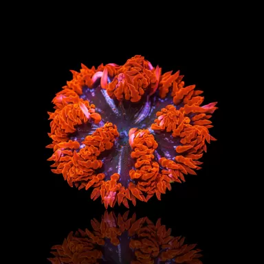 Epicystis Crucifer Anemone Red Rim bestellen? l Coralandfishstore.nl