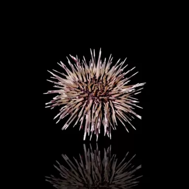 Echinometra sp. kaufen ? l Coralandfishstore.nl