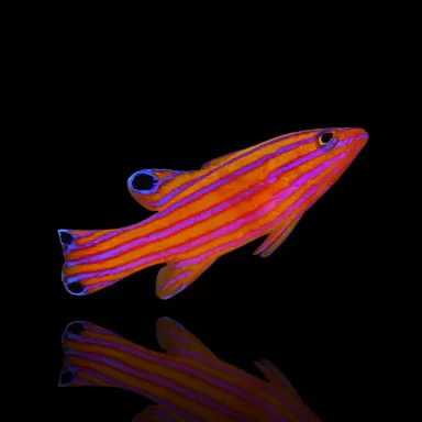 Kaufen Sie Liopropoma Carmabi | Coralandfishstore.nl