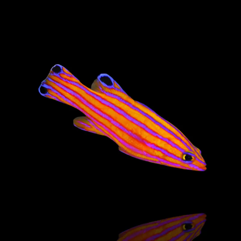 Kaufen Sie Liopropoma Carmabi | Coralandfishstore.nl