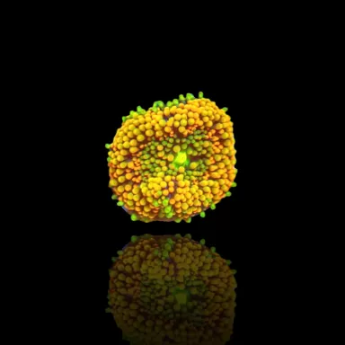 Ricordea Florida Fluo Orange kopen | Coralandfishstore.nl