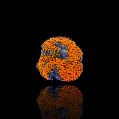 Ricordea Florida Fluo Orange