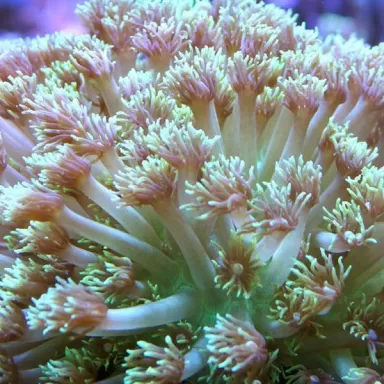 Goniopora sp. Green Australie bestellen ? l Coralandfishstore.nl