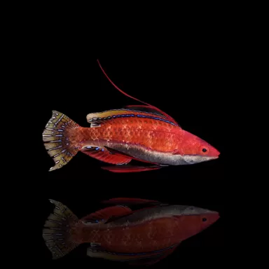 Cirrhilabrus Rubeus Male