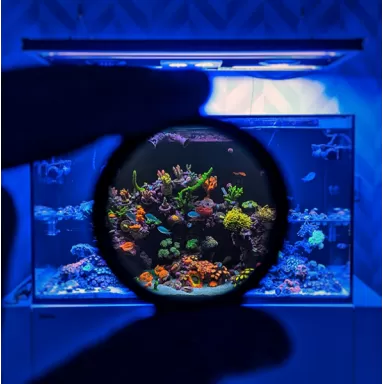 DD Mobile Phone Coral Photo Lens/filter | Coralandfishstore