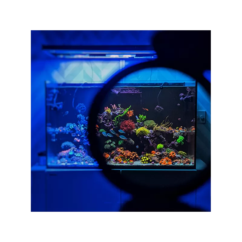 DD Mobile Phone Coral Photo Lens/filter | Coralandfishstore
