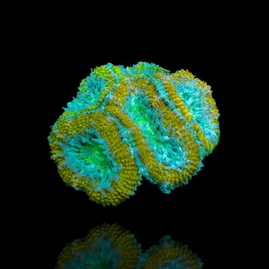 Möchten Sie Acanthastrea Ultra Australien bestellen? l Coralandfishstore.nl