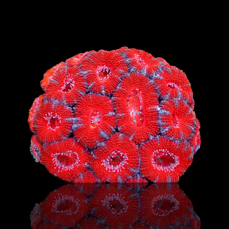 Möchten Sie Acanthastrea Ultra Australien bestellen? l Coralandfishstore.nl