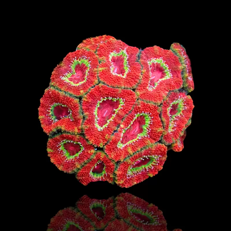 Möchten Sie Acanthastrea Ultra Australien bestellen? l Coralandfishstore.nl