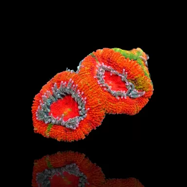 Acanthastrea  Ultra Australie bestellen ? l Coralandfishstore.nl