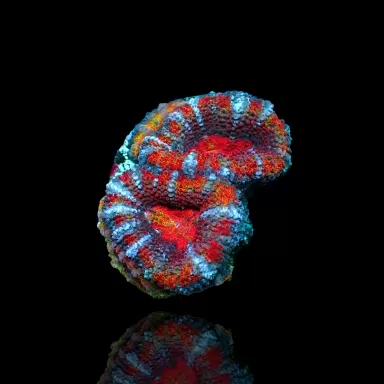 Acanthastrea  Ultra Australie bestellen ? l Coralandfishstore.nl