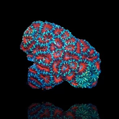 Möchten Sie Acanthastrea Ultra Australien bestellen? l Coralandfishstore.nl