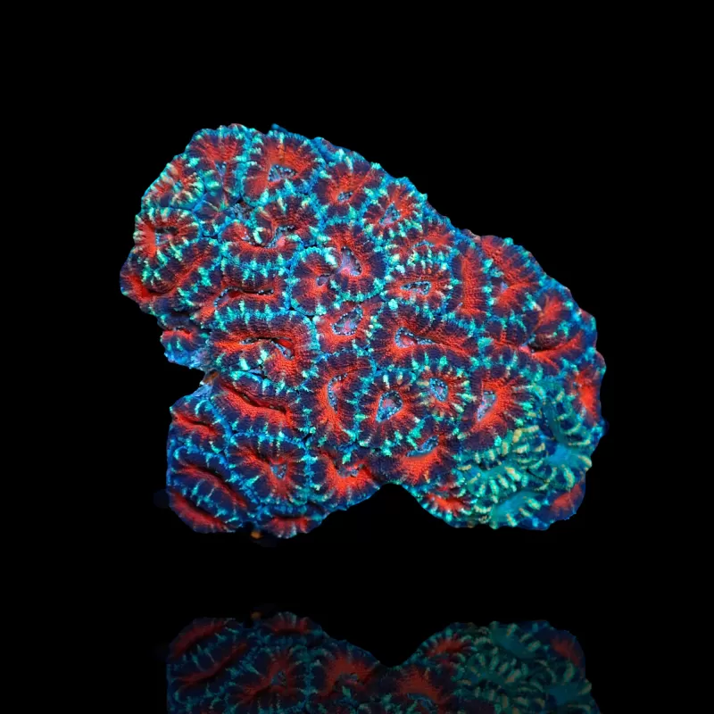 Möchten Sie Acanthastrea Ultra Australien bestellen? l Coralandfishstore.nl