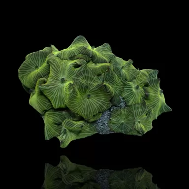 Discosoma sp. Assorted on Rock