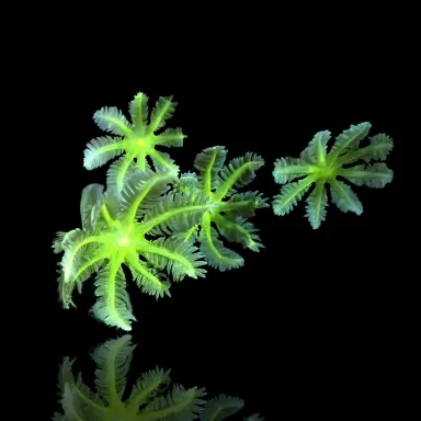 Clavularia sp.Winziger Fragment| Coralandfishstore.nl