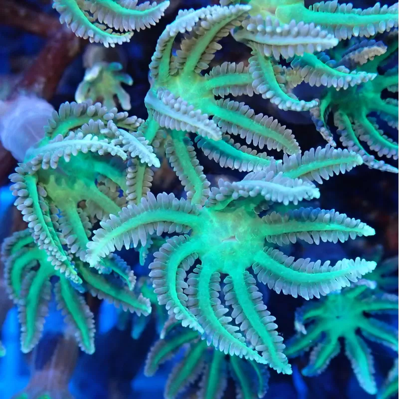 Clavularia sp.Winziger Fragment| Coralandfishstore.nl