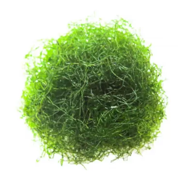 Chaetomorpha Algae K-chaeto