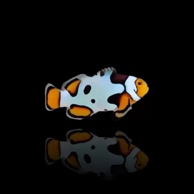 Amphiprion Percula Picasso A1 bestellen? l Coralandfishstore.nl