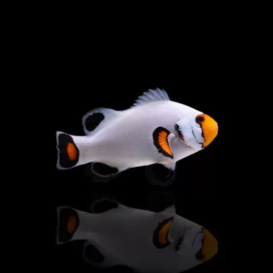 Amphiprion Platin| Coralandfishstore.nl