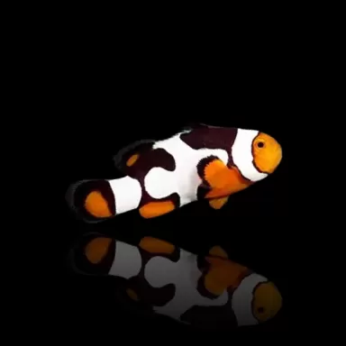 Amphiprion Percula Onyx | Coralandfishstore.nl