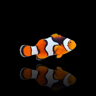 Amphiprion Percula Onyx | Coralandfishstore.nl