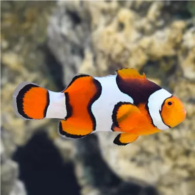 Amphiprion Percula Onyx | Coralandfishstore.nl