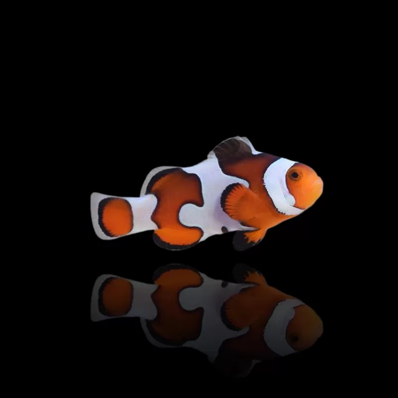 Amphiprion Ocellaris Gladiator | Coralandfishstore.nl