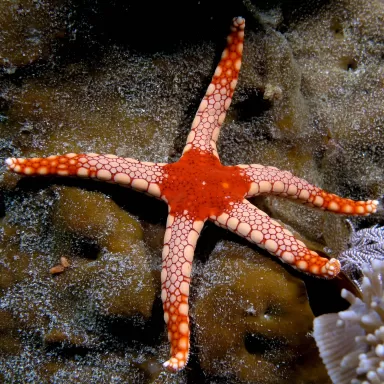 Fromia Monilis, bekannt als Perlenseestern