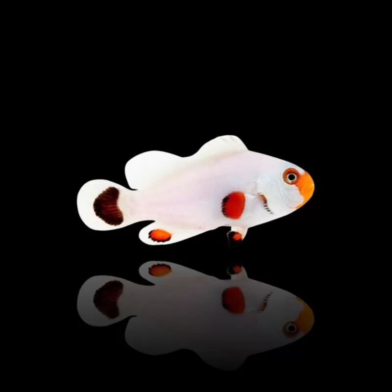 Amphiprion Ocellaris Wyoming Weiß| Coralandfishstore.nl