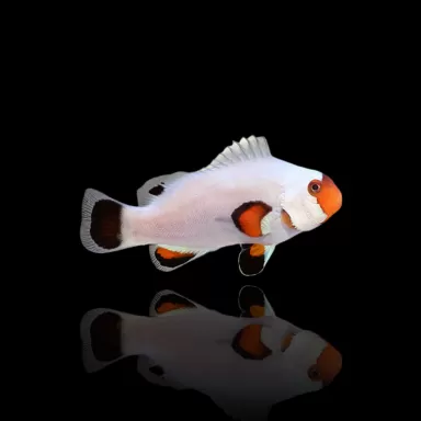 Amphiprion Ocellaris Wyoming Weiß| Coralandfishstore.nl