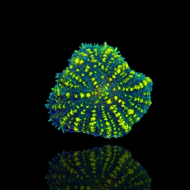 Kaufen Sie Rhodactis Yellow Stripe Vietnam 1 Ähre | Coralandfishstore.nl