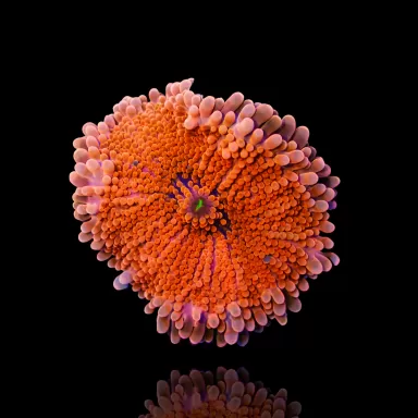 Rhodactis Ultra Orange ( per oor )  kopen | Coralandfishstore.nl
