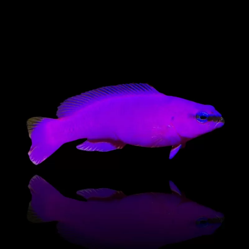 Pseudochromis Fridmani kaufen?| Coralandfishstore.nl