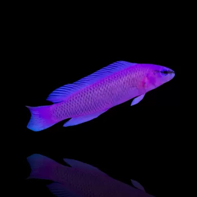 Pseudochromis Fridmani kaufen?| Coralandfishstore.nl