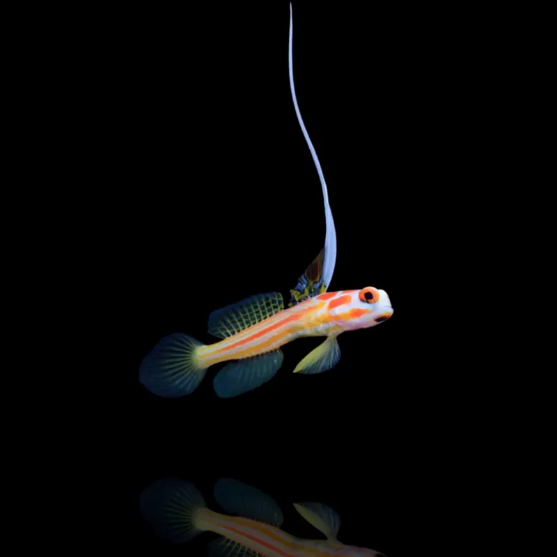 Stonogobiops Yasha - Yasha-Grundel ? | Coralandfishstore.nl