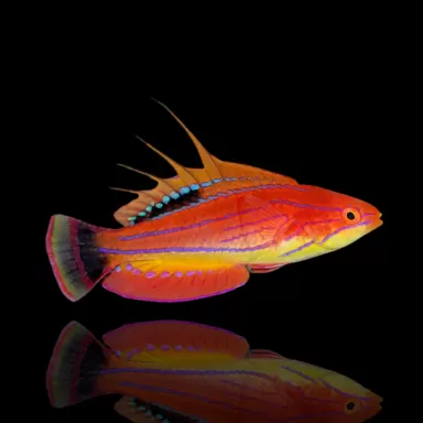 Paracheilinus Carpenteri | Coralandfishstore.nl