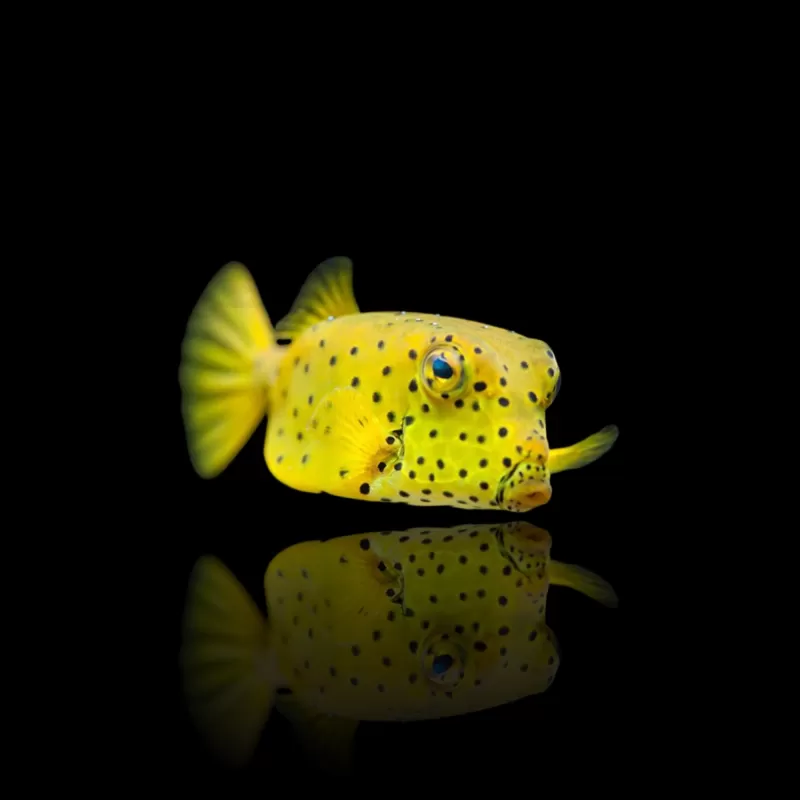 Ostracion Cubicus | Coralandfishstore.nl