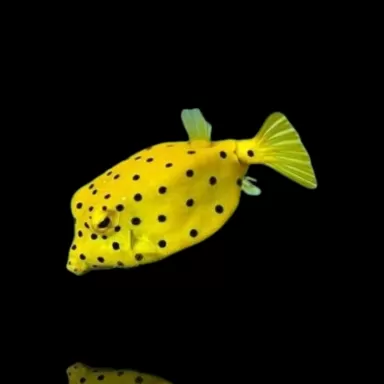 Ostracion Cubicus | Coralandfishstore.nl