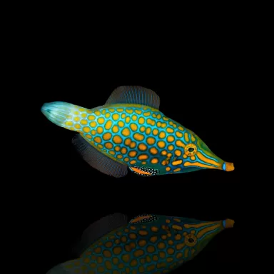 Oxymonacanthus Longirostris,Oranjevlek vijlvis