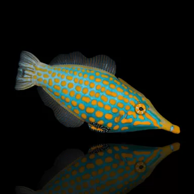 Oxymonacanthus Longirostris