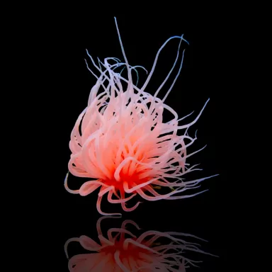 Möchten Sie Cerianthus Membranaceus Orange bestellen? l Coralandfishstore.nl