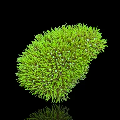 Pachyclavularia Violacea kaufen?| Coralandfishstore.nl