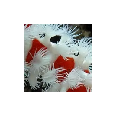 Trikentrion Flabeliforme M-Size bestellen ? l Coralandfishstore.nl